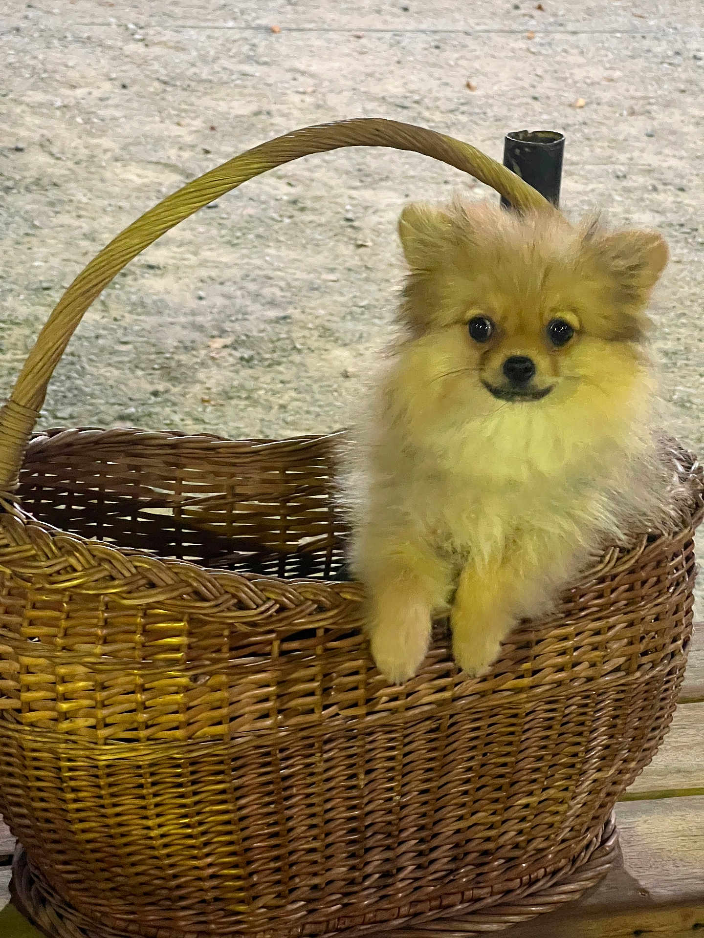 Chesnut