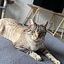 abyssinian, animal, architecture, building, cat, computerhardware, electronics, furniture, hardware, hardwood, indoors, livingroom, manx, monitor, pet, plywood, screen, table, tv, wood