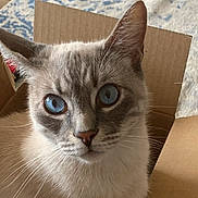 Sulley joined the competition — help win amazing prizes! box, cardboard, carnivore, cat, cat_furniture, cat_supply, domestic_short_haired_cat, door, fawn, felidae, fur, paper_product, pet_supply, small_to_medium_sized_cats, thai, whiskers, window, wood