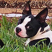 Calliope Willow is registered to the contest to win money with this photo: dog, black_and_white, grass, outdoor, pet, animal, ears, side_view, curious, lying_down, nature, canine, fur, snout, watchful, backyard, muzzle, resting, alert, small_dog