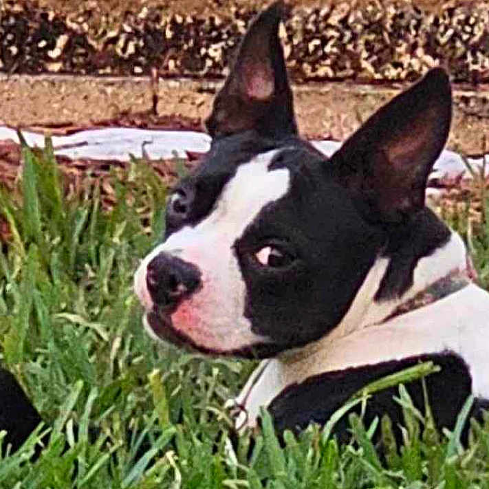 Calliope Willow is registered to the contest to win money with this photo: alert, animal, backyard, black_and_white, canine, curious, dog, ears, fur, grass, lying_down, muzzle, nature, outdoor, pet, resting, side_view, small_dog, snout, watchful