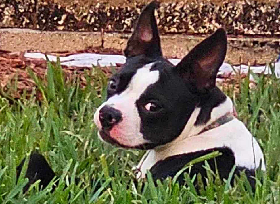 Calliope Willow is registered to the contest to win money with this photo: dog, black_and_white, grass, outdoor, pet, animal, ears, side_view, curious, lying_down, nature, canine, fur, snout, watchful, backyard, muzzle, resting, alert, small_dog