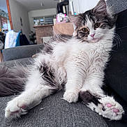 Abby participe au concours pour gagner de l'argent avec cette photo : kitten, cat, fluffy, white, gray, pink_paws, couch, indoor, relaxed, pet, feline, fur, stretching, home, cozy, cute, animal, looking_at_camera, whiskers, ears