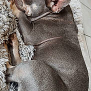 Chanel a rejoint le concours — aidez-le/la à gagner de superbes lots ! dog, french_bulldog, pet, sleeping, resting, fur, ears, cute, animal, companion, indoor, floor, tile, relaxed, curled_up, cozy, fluffy, texture, brown, laying_down