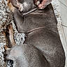 dog, french_bulldog, pet, sleeping, resting, fur, ears, cute, animal, companion, indoor, floor, tile, relaxed, curled_up, cozy, fluffy, texture, brown, laying_down