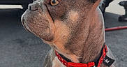 Chanel participe au concours pour gagner de l'argent avec cette photo : french_bulldog, dog, pet, collar, red_collar, pavement, shoe, person_leg, outdoor, car, vehicle, side_view, canine, animal, leash, daylight, attention, ears_up, sitting, close_up