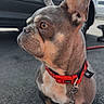 french_bulldog, dog, pet, collar, red_collar, pavement, shoe, person_leg, outdoor, car, vehicle, side_view, canine, animal, leash, daylight, attention, ears_up, sitting, close_up