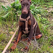 Dolce participe au concours pour gagner de l'argent avec cette photo : doberman, puppy, dog, harness, leash, grass, plants, outdoor, nature, pet, canine, young_dog, sitting, ears_up, brown_fur, alert, curious, closeup, animal, friendly