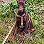 doberman, puppy, dog, harness, leash, grass, plants, outdoor, nature, pet, canine, young_dog, sitting, ears_up, brown_fur, alert, curious, closeup, animal, friendly