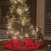 Mae Mae joined the competition — help win amazing prizes! cat, christmas_tree, lights, red_tree_skirt, tabby_cat, indoor, wooden_floor, reflection, window_blinds, curious, holiday, decorations, festive, night, soft_lighting, pet, animal, sitting, cozy, home