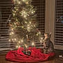 cat, christmas_tree, lights, red_tree_skirt, tabby_cat, indoor, wooden_floor, reflection, window_blinds, curious, holiday, decorations, festive, night, soft_lighting, pet, animal, sitting, cozy, home