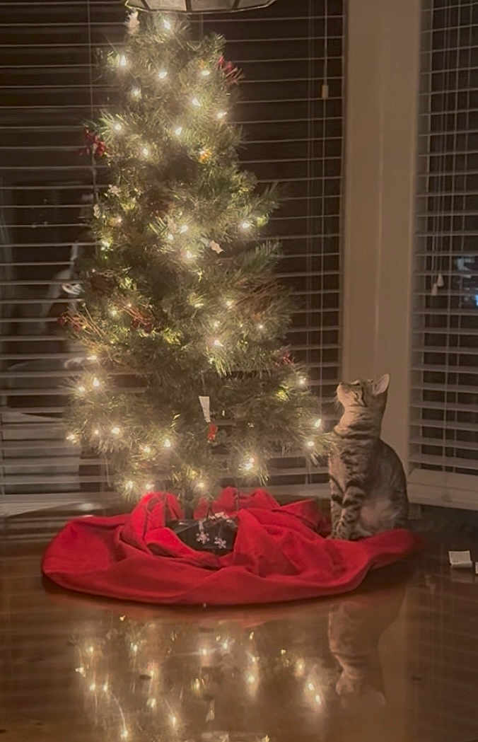 Mae Mae joined the competition — help win amazing prizes! cat, christmas_tree, lights, red_tree_skirt, tabby_cat, indoor, wooden_floor, reflection, window_blinds, curious, holiday, decorations, festive, night, soft_lighting, pet, animal, sitting, cozy, home