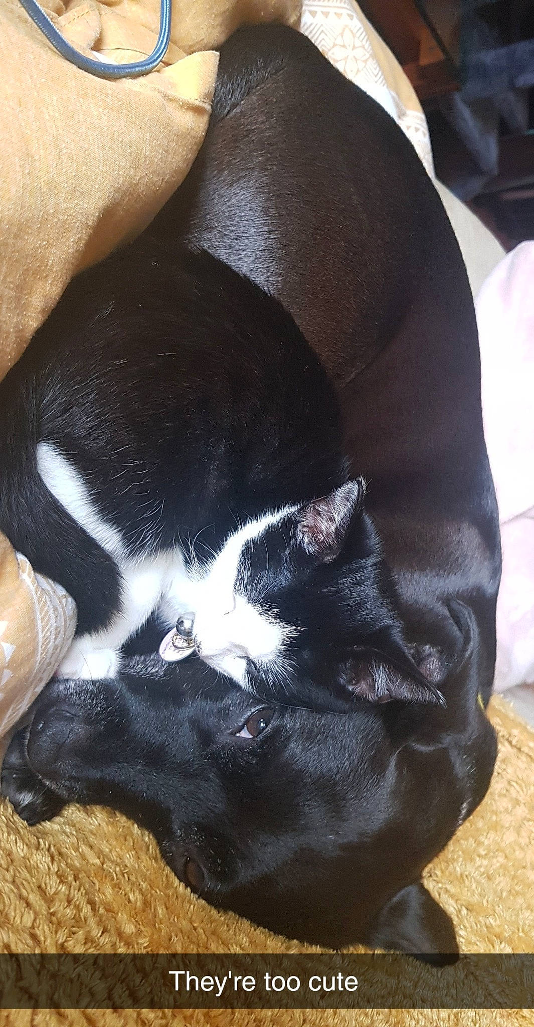 Shmu is registered to the contest to win money with this photo: canidae, carnivore, cat, claw, comfort, companion_dog, dog_breed, electric_blue, fawn, felidae, fur, nap, paw, small_to_medium_sized_cats, snout, sporting_group, tail, terrestrial_animal, tints_and_shades, whiskers