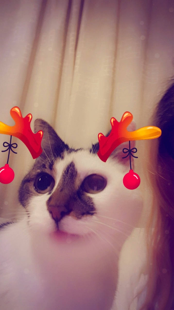 Titch joined the competition — help win amazing prizes! carnivore, cat, domestic_short_haired_cat, felidae, fur, kitten, paw, pet_supply, small_to_medium_sized_cats, snout, vertebrate, whiskers