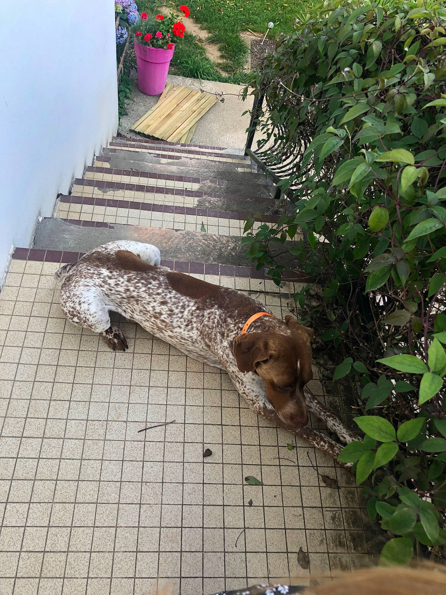 Julius participe au concours pour gagner de l'argent avec cette photo : adaptation, canidae, fawn, leisure