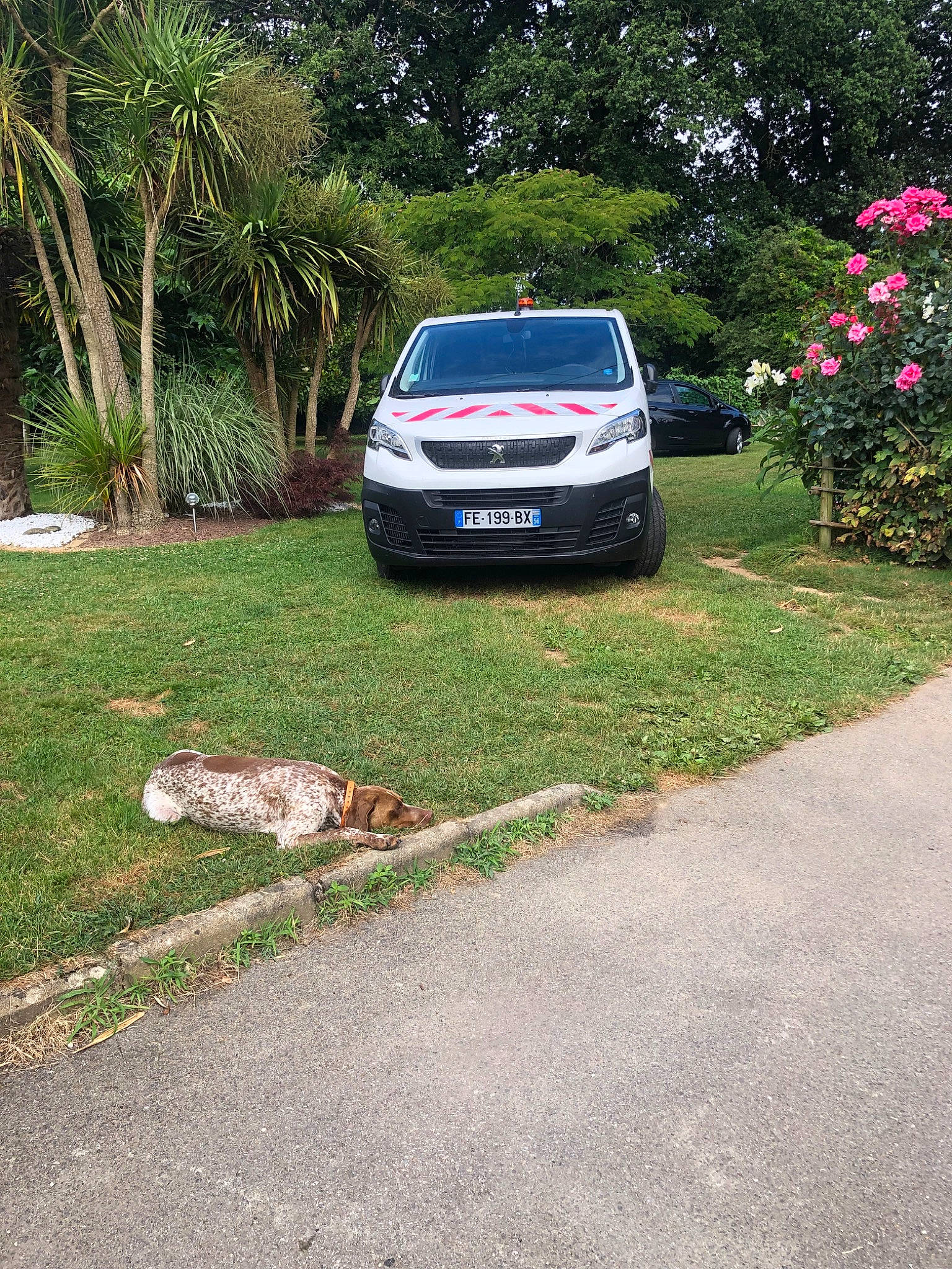 Julius a rejoint le concours — aidez-le/la à gagner de superbes lots ! car, city_car, compact_car, crossover_suv, family_car, grass, hatchback, land_vehicle, minivan, plant, road, sedan, sport_utility_vehicle, subcompact_car, suzuki, suzuki_sx, vehicle