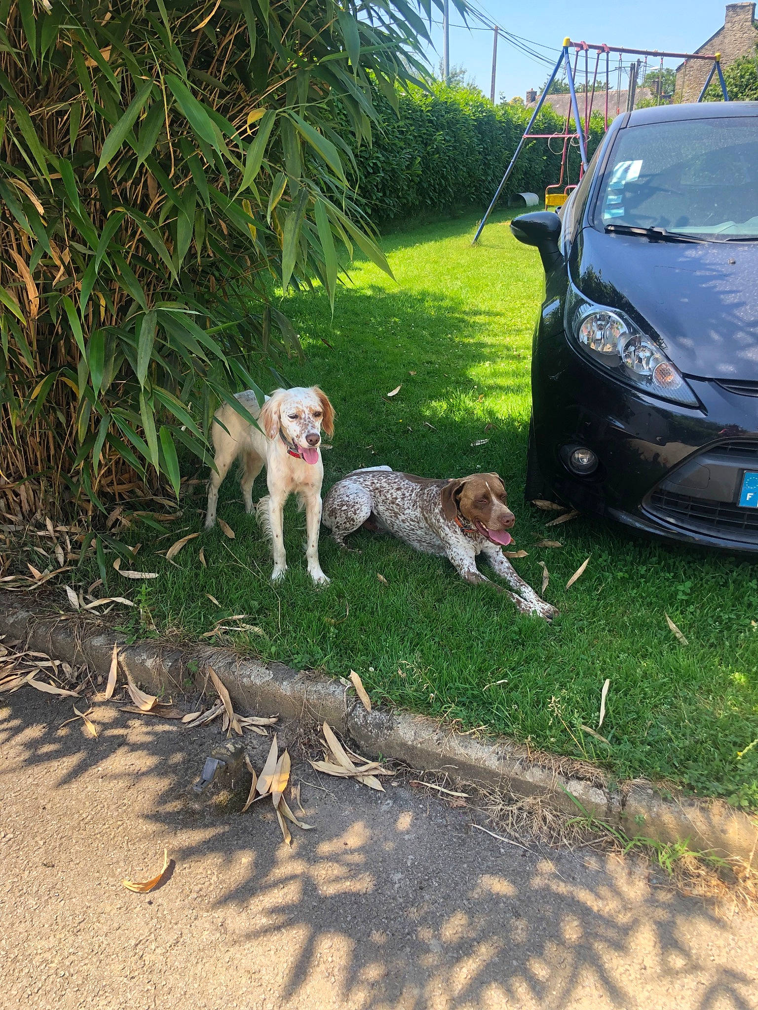 Julius participe au concours pour gagner de l'argent avec cette photo : canidae, car, carnivore, dog, fawn, hunting_dog, mammal, saarloos_wolfdog, vehicle, wolfdog