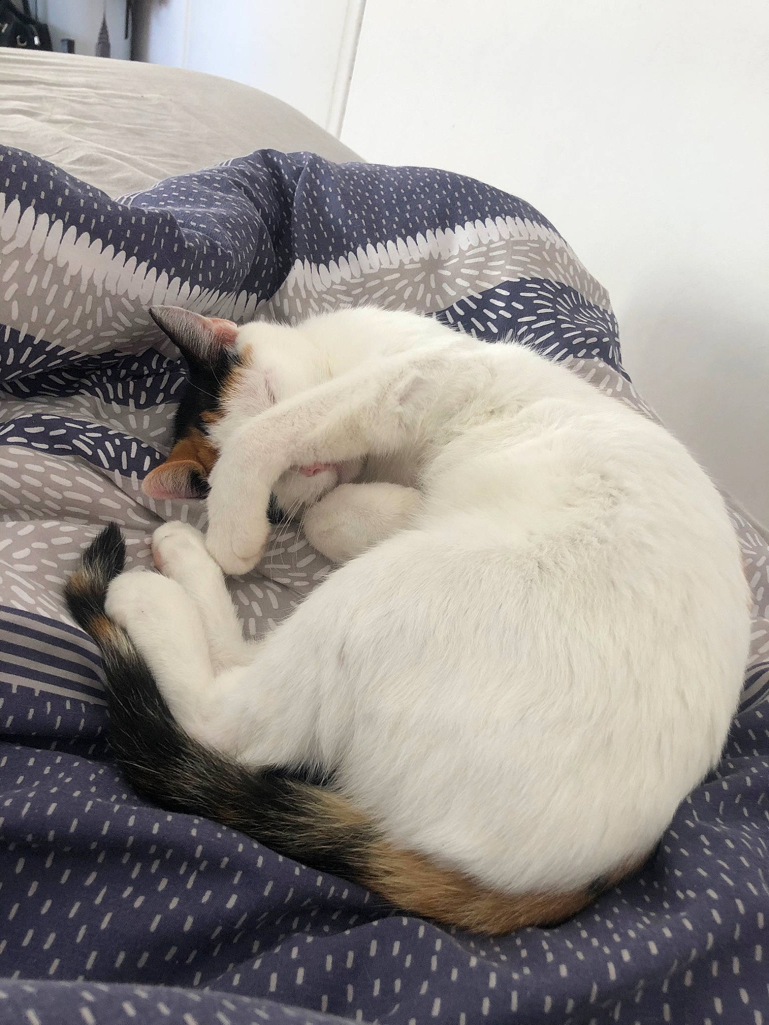 Johnna a rejoint le concours — aidez-le/la à gagner de superbes lots ! carnivore, cat, colorpoint_shorthair, comfort, felidae, fur, kitten, nap, paw, sleep, small_to_medium_sized_cats, tail, whiskers