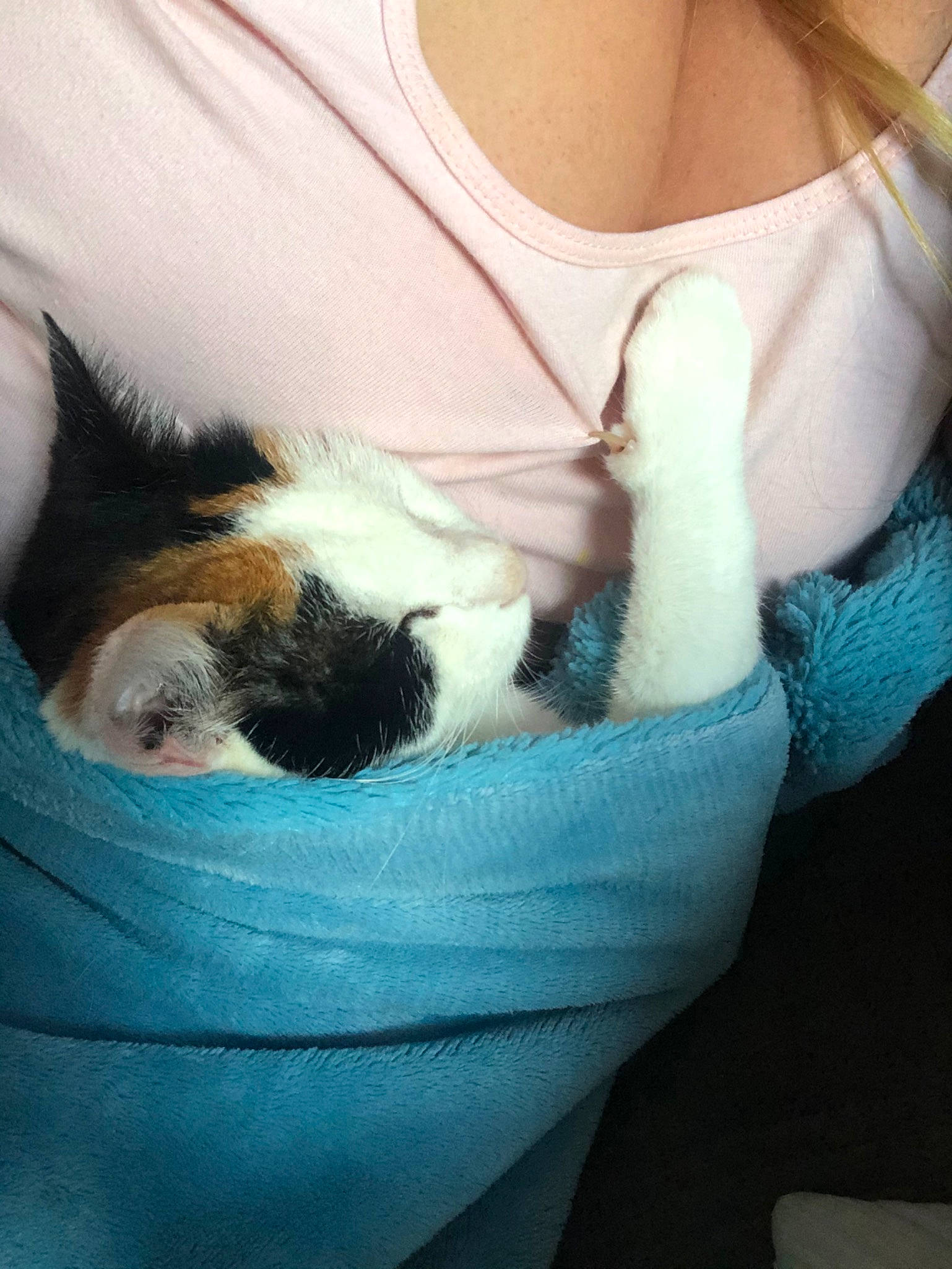 Johnna participe au concours pour gagner de l'argent avec cette photo : canidae, carnivore, cat, ear, felidae, fur, kitten, photography, selfie, small_to_medium_sized_cats, snout, tail, whiskers