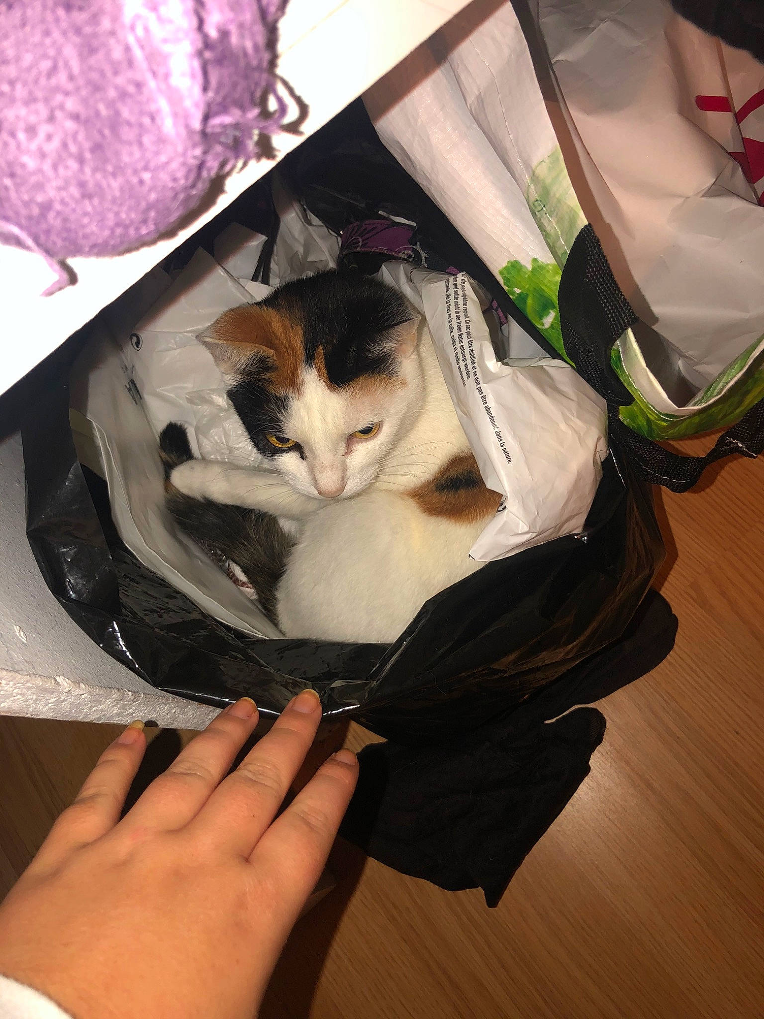 Johnna participe au concours pour gagner de l'argent avec cette photo : carnivore, cat, domestic_short_haired_cat, felidae, hand, kitten, paper, paper_product, small_to_medium_sized_cats, whiskers