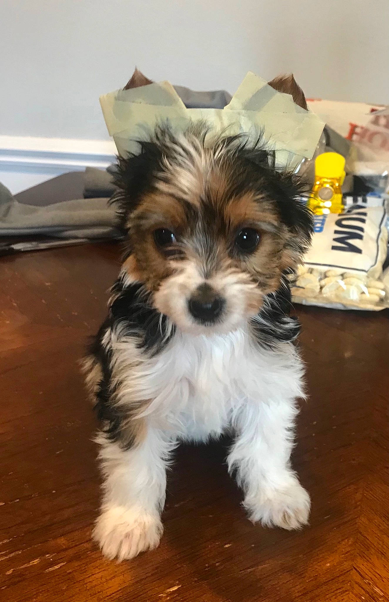 Rosie is registered to the contest to win money with this photo: biewer_terrier, canidae, carnivore, companion_dog, dog, dog_breed, dog_supply, flooring, fur, hardwood, maltepoo, small_terrier, snout, sporting_group, tableware, terrestrial_animal, terrier, toy_dog, working_animal, yorkipoo