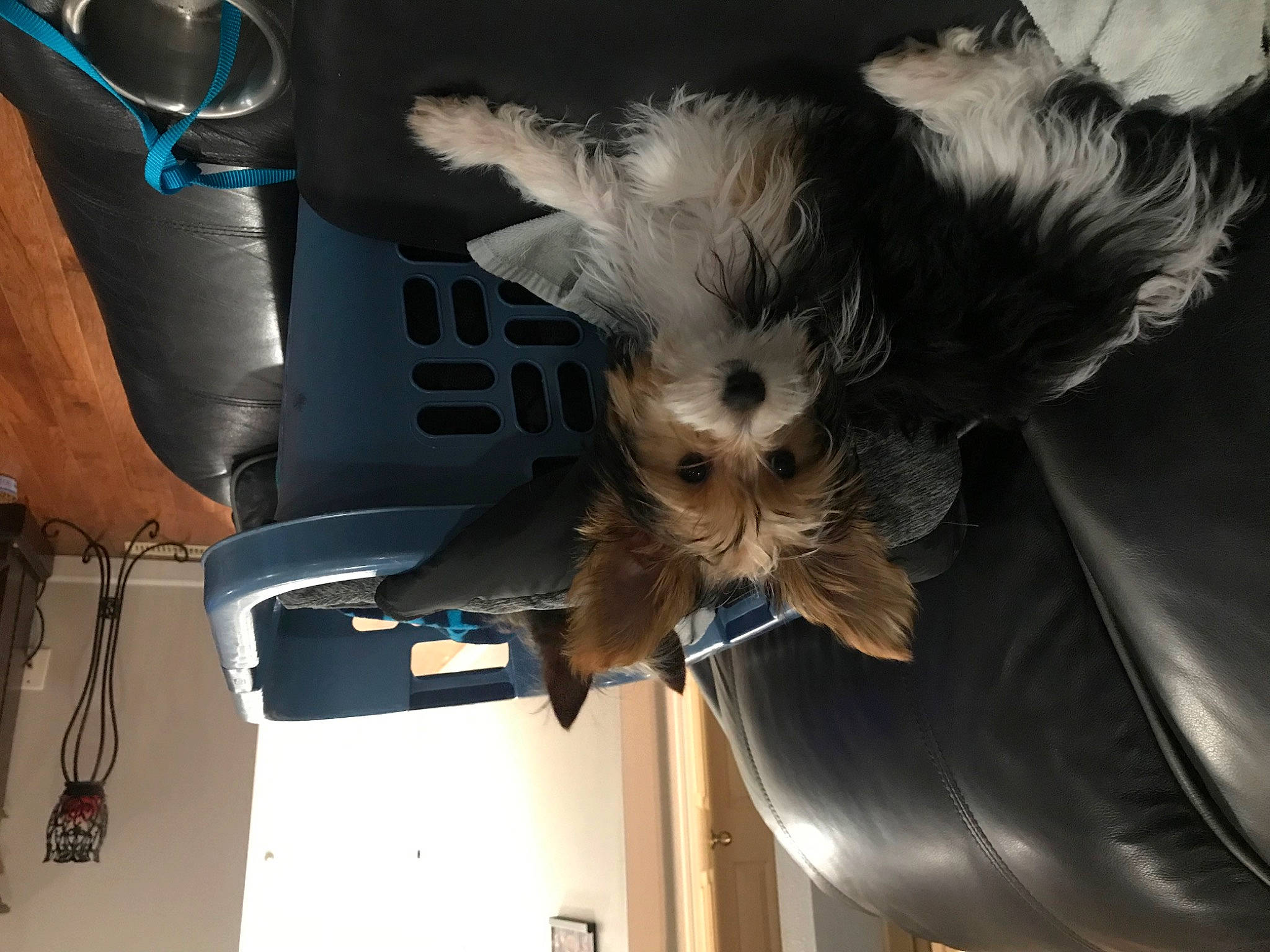 Rosie is registered to the contest to win money with this photo: auto_part, bat, canidae, carnivore, companion_dog, dog, dog_breed, fawn, feather, felidae, fur, hood, plant, small_to_medium_sized_cats, snout, toy_dog, tree, vehicle_door, whiskers, wing