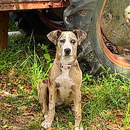 Remington is registered to the contest to win money with this photo: animal, blue_eye, brown, brown_eye, canine, collar, dog, farm, grass, heterochromia, leaves, nature, outdoor, pet, rusty, sitting, spot, tire, tractor, white