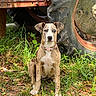 animal, blue_eye, brown, brown_eye, canine, collar, dog, farm, grass, heterochromia, leaves, nature, outdoor, pet, rusty, sitting, spot, tire, tractor, white