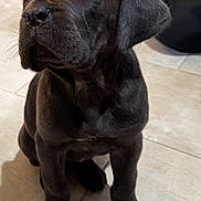 Nova joined the competition — help win amazing prizes! puppy, black_dog, dog, indoor, tile_floor, kitchen, pet, animal, canine, young_dog, sitting, looking_up, cute, adorable, fur, ears, floor, domestic, waiting, portrait