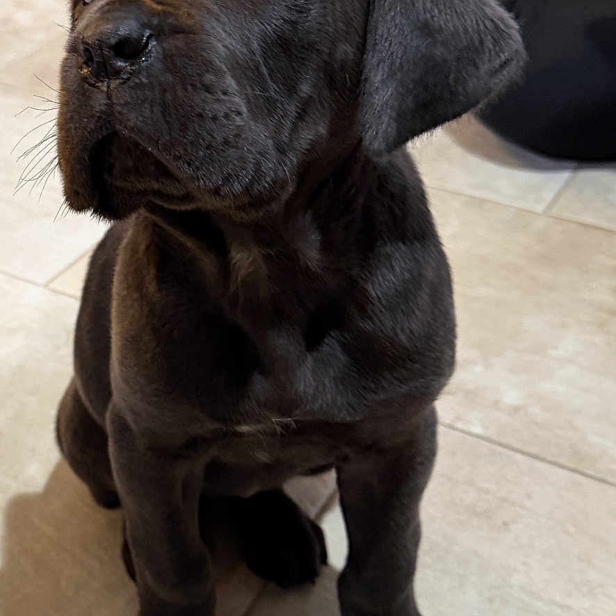 Nova joined the competition — help win amazing prizes! puppy, black_dog, dog, indoor, tile_floor, kitchen, pet, animal, canine, young_dog, sitting, looking_up, cute, adorable, fur, ears, floor, domestic, waiting, portrait
