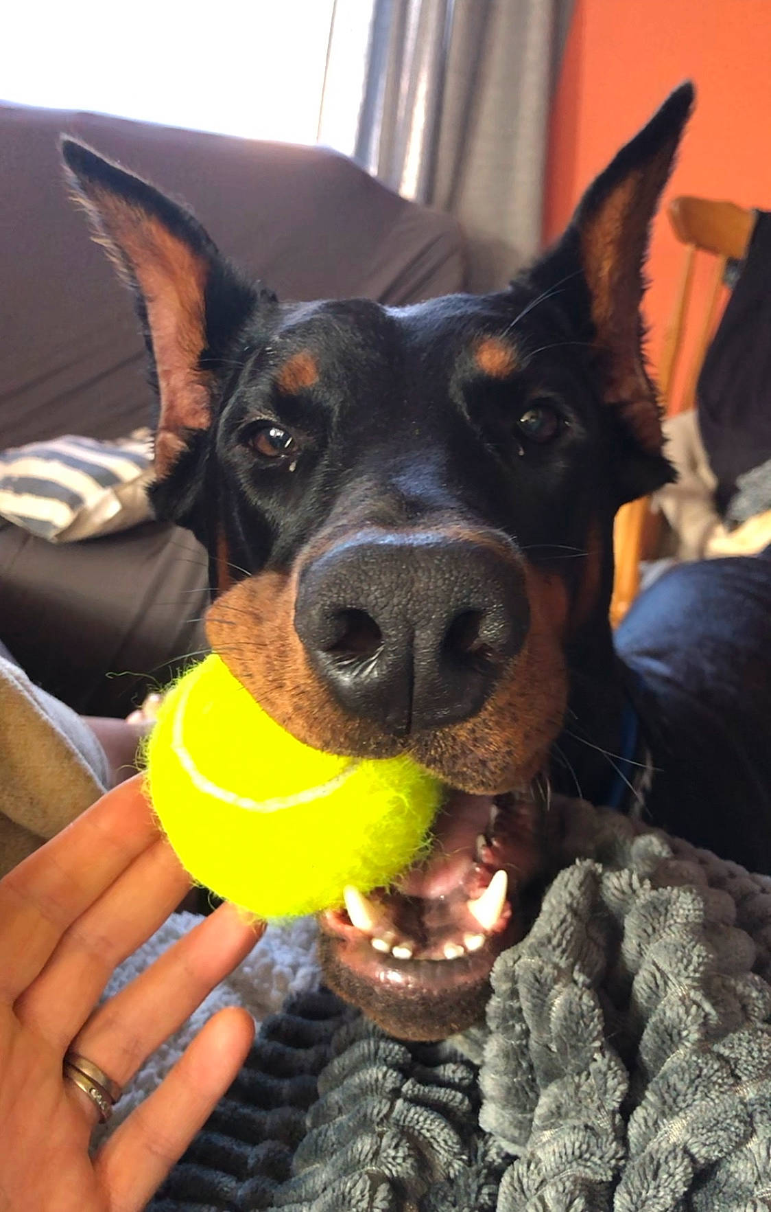 Chaussette participe au concours pour gagner de l'argent avec cette photo : canidae, carnivore, companion_dog, dog, dog_breed, ear, fawn, fur, gesture, guard_dog, happy, mammal, pinscher, prazsky_krysarik, snout, sporting_group, toy_dog, whiskers, working_animal, working_dog