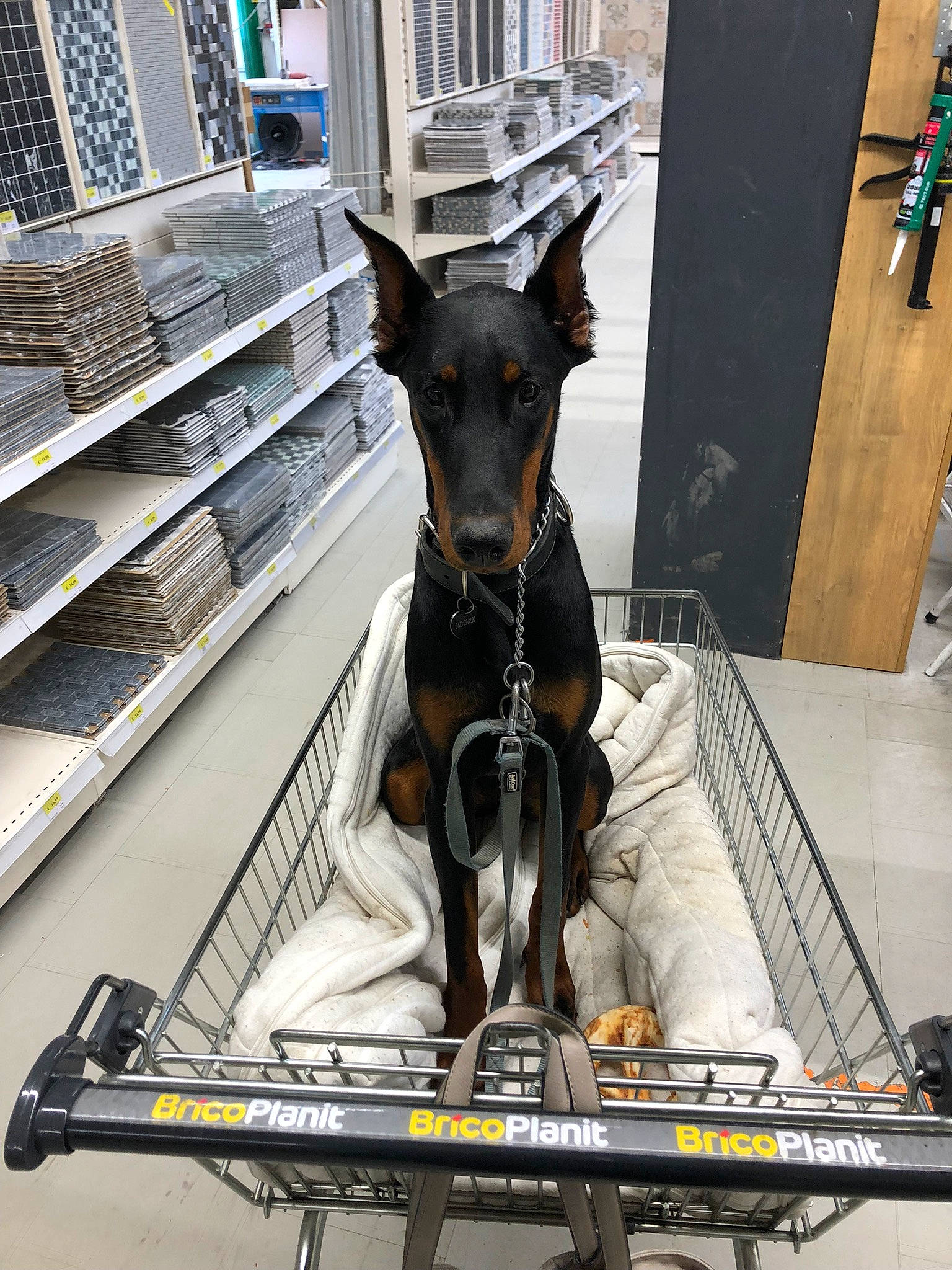 Chaussette a rejoint le concours — aidez-le/la à gagner de superbes lots ! canidae, carnivore, collar, companion_dog, dobermann, dog, dog_breed, dog_collar, dog_supply, guard_dog, metal, non_sporting_group, pet_supply, publication, snout, sporting_group, street, toy_dog, working_animal, working_dog