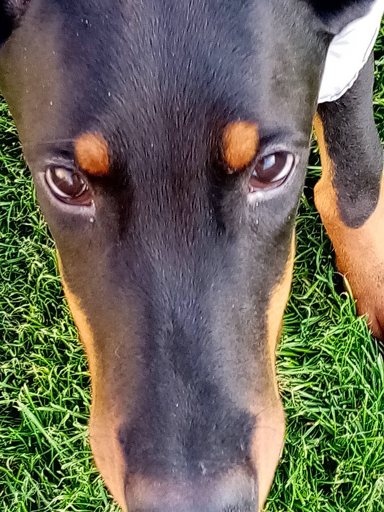 Chaussette participe au concours pour gagner de l'argent avec cette photo : canidae, carnivore, collar, companion_dog, dog, dog_breed, dog_collar, ear, fawn, grass, guard_dog, liver, pet_supply, plant, snout, sporting_group, terrestrial_animal, whiskers, working_animal, working_dog