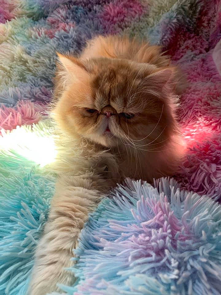 Romeo participe au concours pour gagner de l'argent avec cette photo : art, carnivore, cat, close_up, electric_blue, fawn, felidae, fur, grass, magenta, organism, petal, plant, small_to_medium_sized_cats, snout, tail, terrestrial_animal, textile, whiskers, wildlife