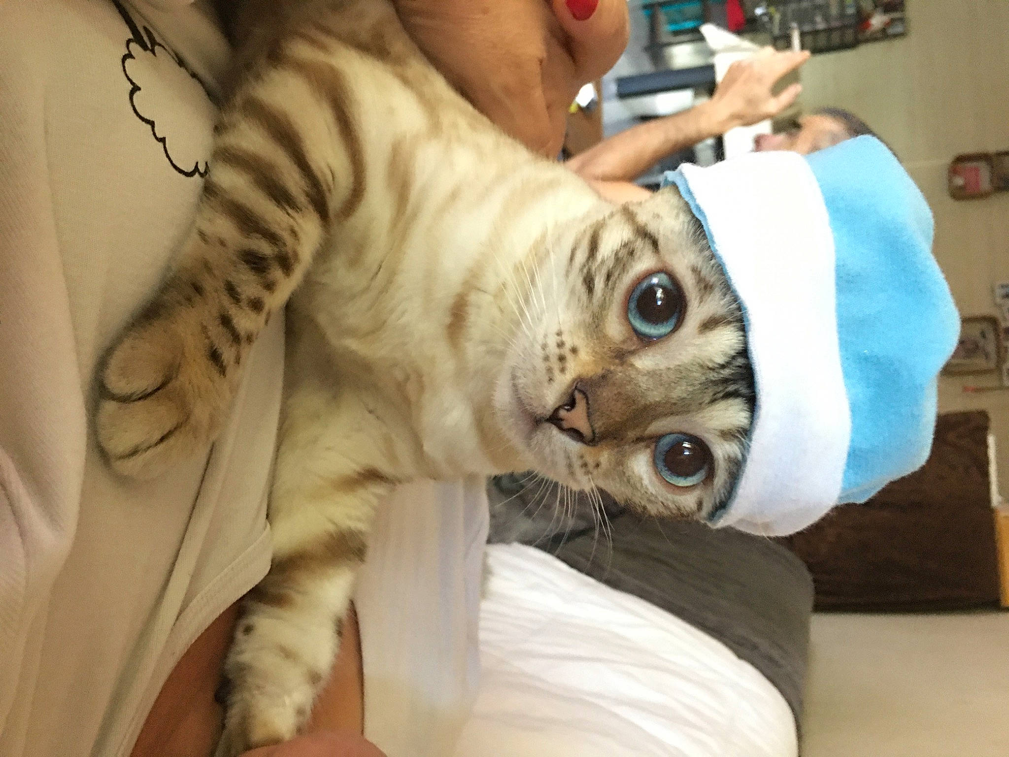 Rosi participe au concours pour gagner de l'argent avec cette photo : bengal_tiger, carnivore, cat, ear, eye, fawn, felidae, selfie, small_to_medium_sized_cats, whiskers