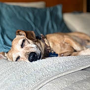 Copper is registered to the contest to win money with this photo: animal, bed, brown_dog, canine, closeup, collar, comfort, cozy, dog, domestic_animal, fur, indoors, napping, peaceful, pet, pillow, quiet, relaxation, rest, sleeping
