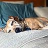 animal, bed, brown_dog, canine, closeup, collar, comfort, cozy, dog, domestic_animal, fur, indoors, napping, peaceful, pet, pillow, quiet, relaxation, rest, sleeping