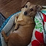 Copper joined the competition — help win amazing prizes! animal, bed, blanket, canine, comfort, cozy, cute, dog, ears, eyes, fur, home, indoor, looking, lying_down, pet, relaxed, resting, small_dog, wood_floor