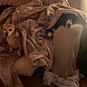 Copper joined the competition — help win amazing prizes! animal, black_and_white_dog, blanket, brown_dog, comfort, couch, covered, cozy, dog, domestic, furniture, home, indoor, pet, pile, relaxing, resting, soft, warm, wrapped