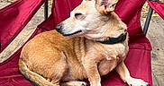 Copper joined the competition — help win amazing prizes! animal, backyard, canine, collar, daylight, dog, folding_chair, fur, furniture, outdoor, paw, pet, red_chair, relaxed, resting, side_view, sleeping, small_dog, tan_dog, wooden_deck