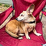 animal, backyard, canine, collar, daylight, dog, folding_chair, fur, furniture, outdoor, paw, pet, red_chair, relaxed, resting, side_view, sleeping, small_dog, tan_dog, wooden_deck