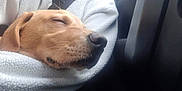 Murphy is registered to the contest to win money with this photo: animal, beagle, blanket, canine, cushion, dog, face, furniture, goldenretriever, head, hound, labradorretriever, person, pet, photography, portrait, puppy, sleeping, snout, towel