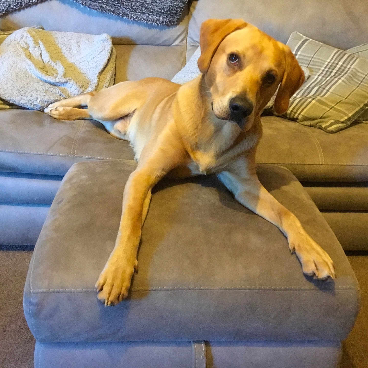 Murphy