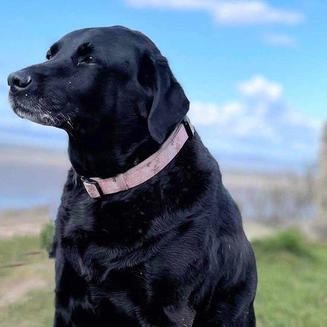 Milly is registered to the contest to win money with this photo: animal, canine, cockerspaniel, dog, hound, labradorretriever, pet, pointer, policedog, puppy