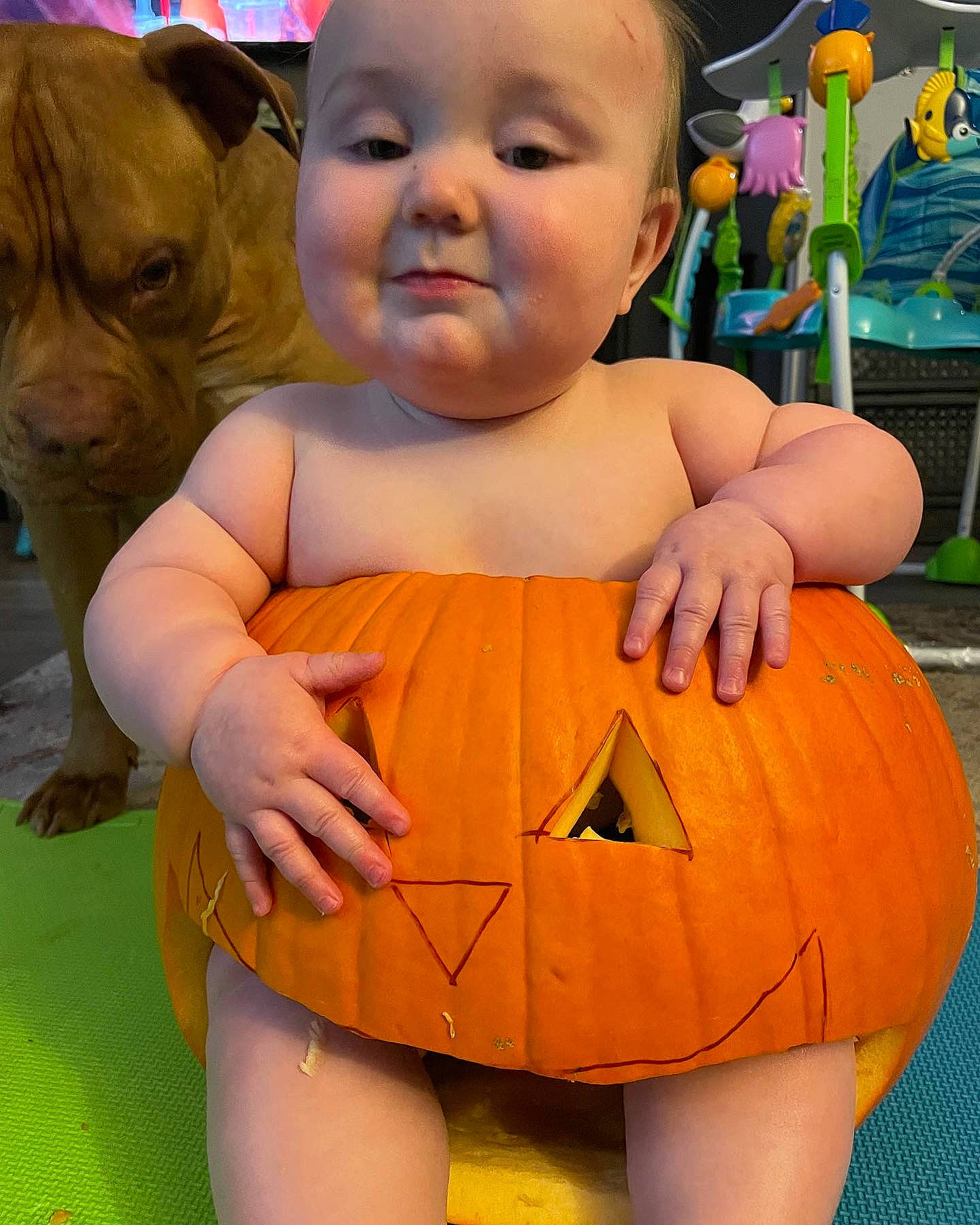Hank joined the competition — help win amazing prizes! baby_toddler_clothing, dog_breed, facial_expression, finger, green, hairstyle, happy, head, mouth, orange, organ, person, photograph, plant, shorts, skin, smile, standing, thigh, toddler