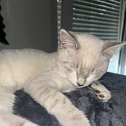 Ice a rejoint le concours — aidez-le/la à gagner de superbes lots ! kitten, cat, sleeping, paw, indoor, blanket, soft, cute, pet, fur, resting, closeup, animal, cozy, domestic, window, blinds, peaceful, relaxation, young