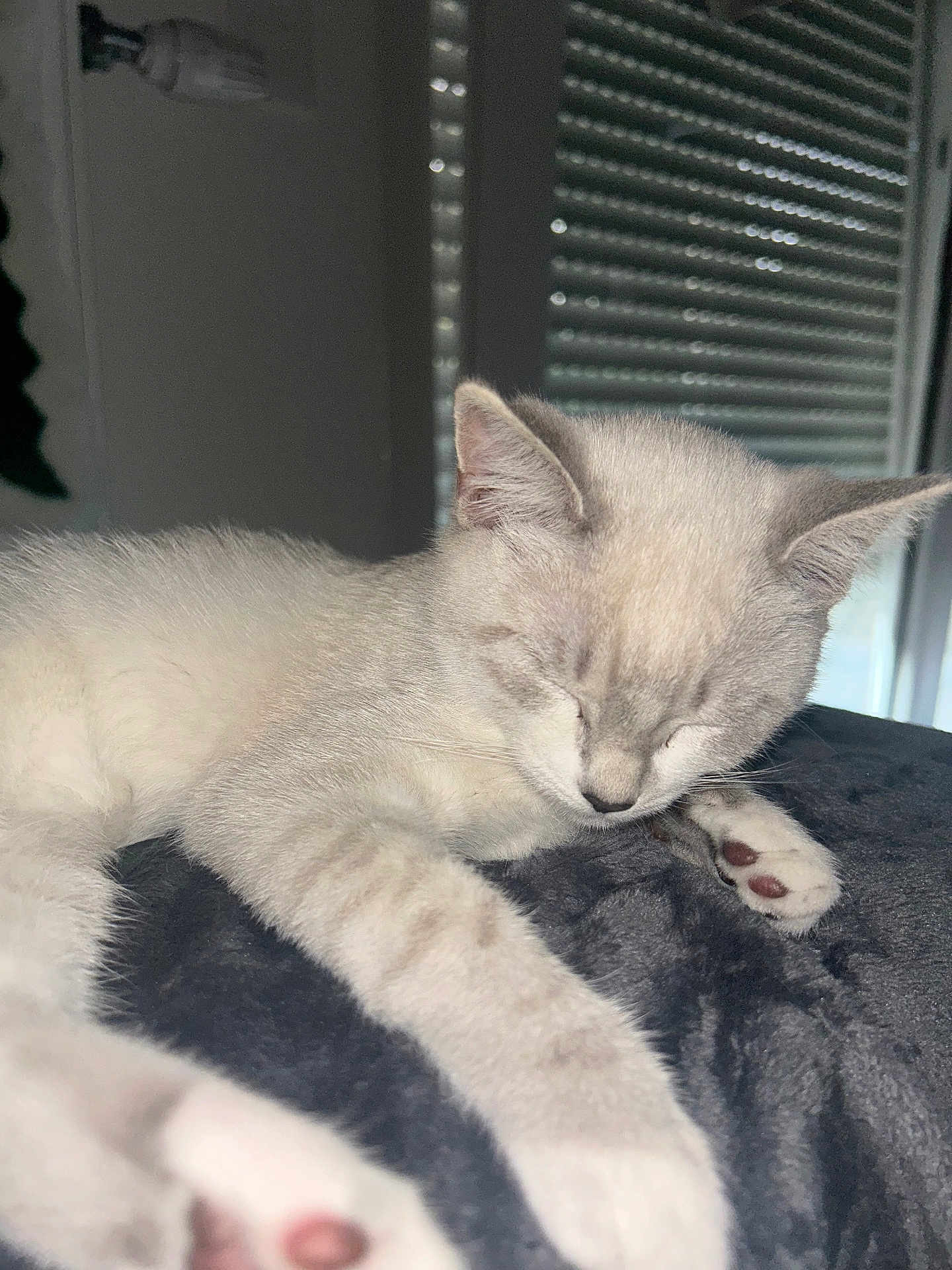 Ice a rejoint le concours — aidez-le/la à gagner de superbes lots ! kitten, cat, sleeping, paw, indoor, blanket, soft, cute, pet, fur, resting, closeup, animal, cozy, domestic, window, blinds, peaceful, relaxation, young