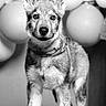 puppy, dog, balloons, black_and_white, portrait, young_dog, pet, canine, fur, ears, eyes, collar, standing, celebration, animal, cute, indoor, front_view, floor, studio
