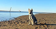 Lucky a rejoint le concours — aidez-le/la à gagner de superbes lots ! dog, beach, sand, water, sky, sunlight, animal, outdoor, nature, calm, boat, shore, daytime, pet, mammal, canine, clear_sky, relaxing, seaside, serene