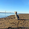 dog, beach, sand, water, sky, sunlight, animal, outdoor, nature, calm, boat, shore, daytime, pet, mammal, canine, clear_sky, relaxing, seaside, serene